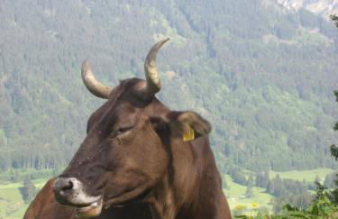 Ferienwohnungen Brunner - Foto 26