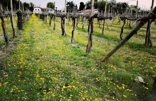 Agriturismo il Rovere - Foto 14