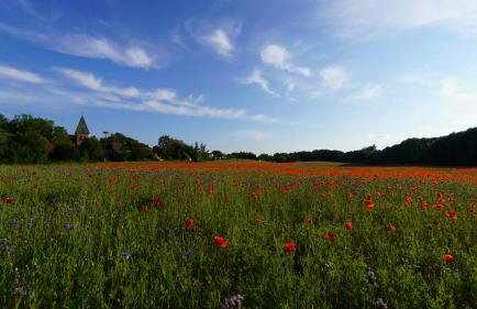 Ferienwohnungen am Krakower See - Foto 54