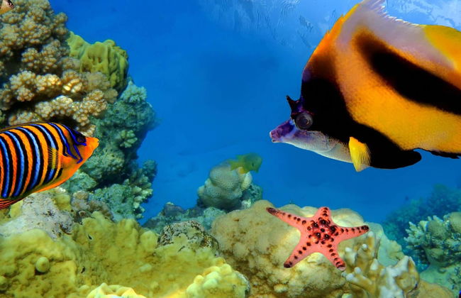 Snorkeling dans la Grande Barrière de Corail - Photo 7