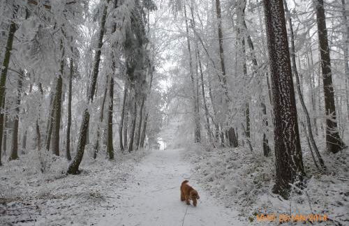 Ferienwohnung Schnepfenthal - Foto 12