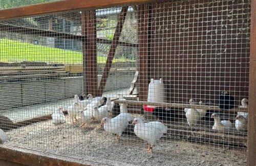 Apartment im Wald - mit Schwimmbad! - Foto 37