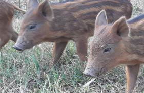 Gecko Pego Longo - Foto 11