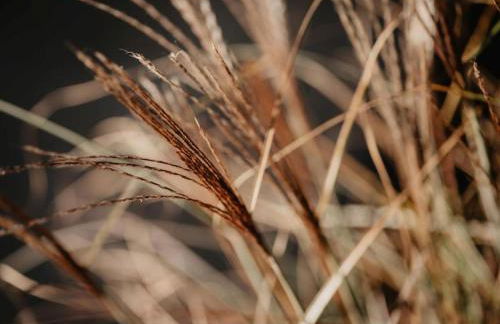 Rheinzeit-Weisweil - Foto 41