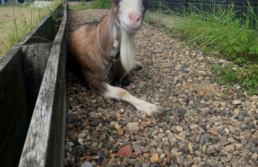 Milk Barn - Rustic farm stay - Foto 16