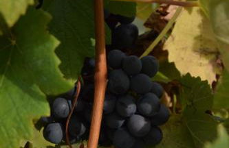 Le Magnolie - Foto 33