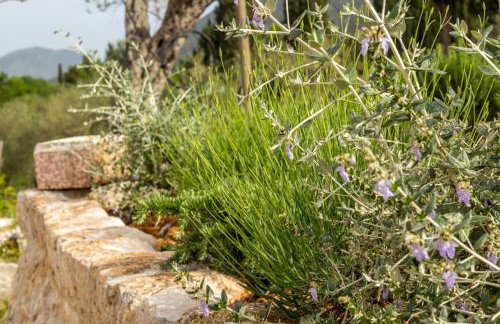 Olive Garden - Foto 21