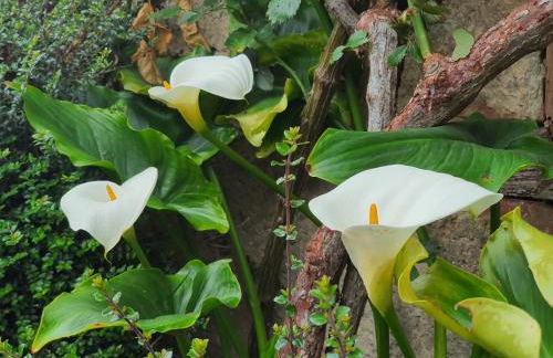 Casa Gloria Ardisana - Foto 33