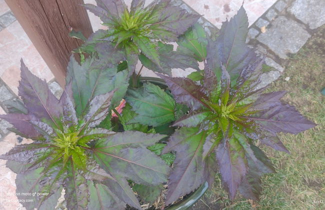 Agroletnica Country house - Foto 52