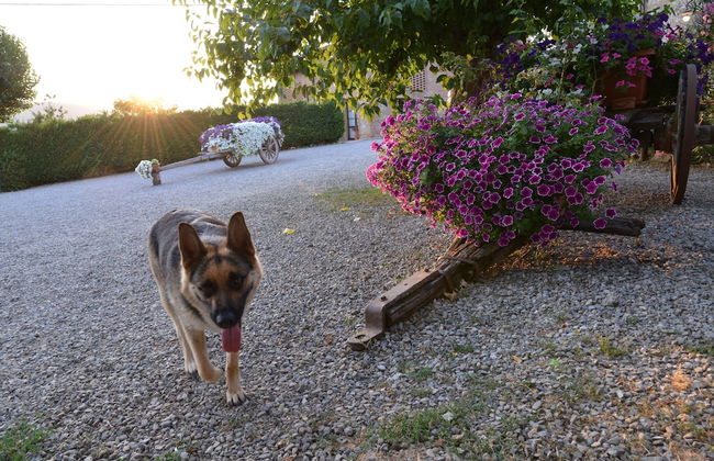 Casa di Campagna in Toscana - Foto 67