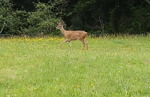 Coastal Charm: SW Oregon home on 2+ quiet acres - Foto 53
