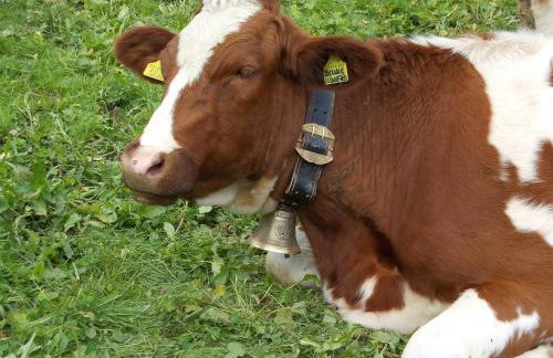 Kehrerhof Urlaub auf dem Bauernhof - Photo 73