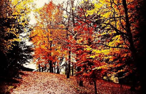 Quinta da Chouza Agroturismo e Enoturismo - Foto 32