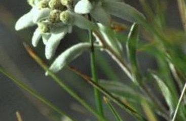 Les Elfes Hameau des Chazals Nevache Hautes Alpes - Photo 30