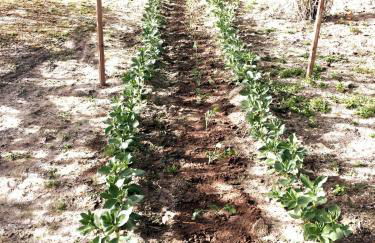 Cottage with Pool,Gourmet BBQ,Wood Oven&Games Barn - Foto 46