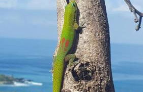 PonoMana Oasis's - Koi Cottage - Foto 32