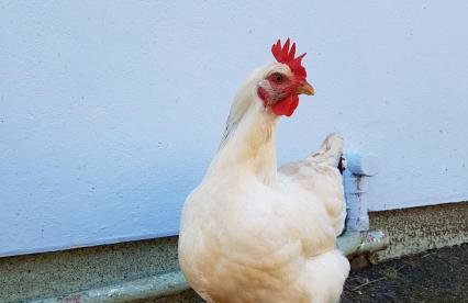 Yetland Farm Holiday Cottages - Foto 23