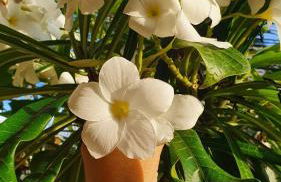 Studio pé na areia com 2 quartos, sala e cozinha - Foto 21