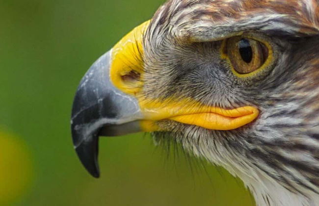 Excursion au parc des faucons - Photo 1