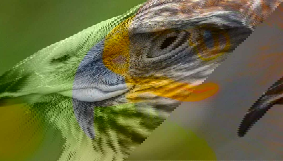 Excursão ao Parque dos Falcões