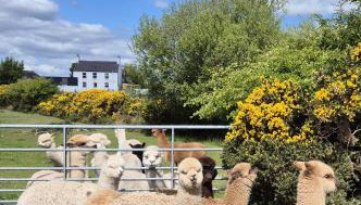 The Alpaca Farmhouse with hot tub and complimentary alpaca experience - Foto 4