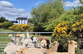 The Alpaca Farmhouse with hot tub and alpaca experience included - Foto 3