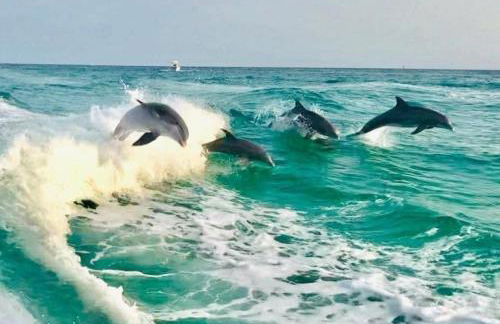 Top Of The Gulf 312 'The Tip-Sea Turtle' - Foto 45