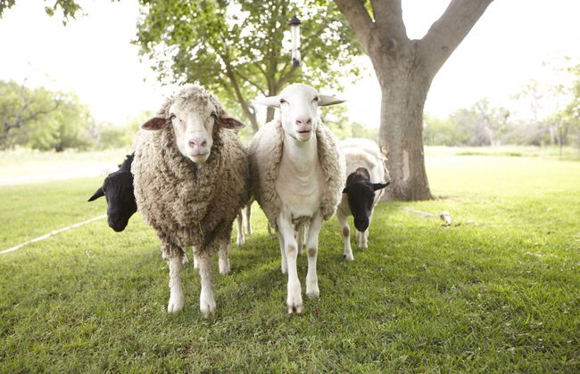 Settlers Crossing - Foto 55