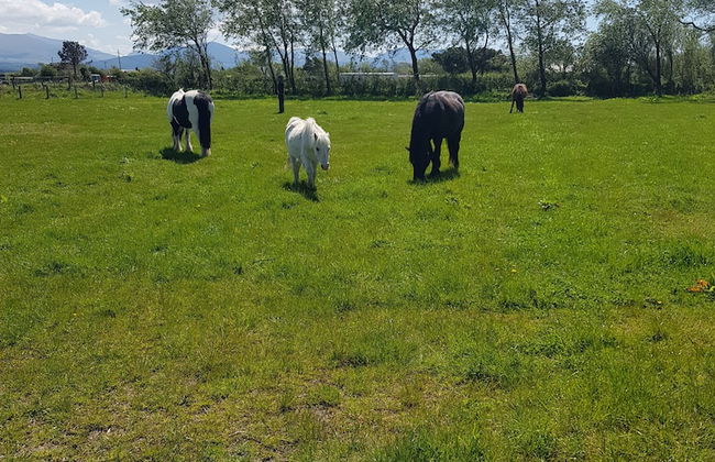 Beautiful 2-bed Chalet in Llanfairpwllgwyngyll - Photo 10