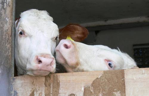 Haus am Hof - Foto 36