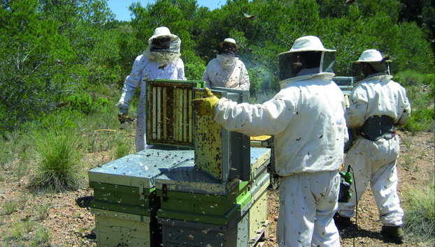 Visita al Museo Valenciano de la Miel - Photo 3