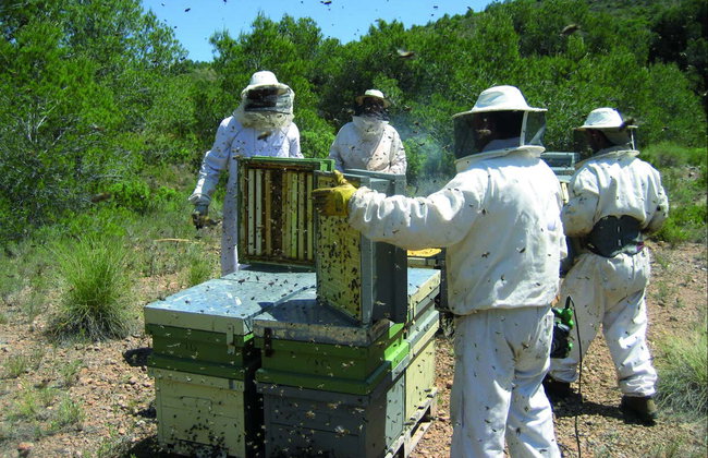 Visita al Museo Valenciano de la Miel - Foto 3