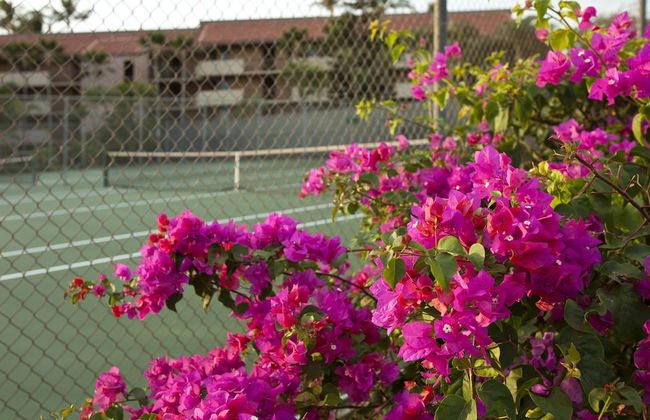 Maui Vista – Maui Condo & Home - Photo 19