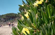 Riccio di Mare - Foto 13