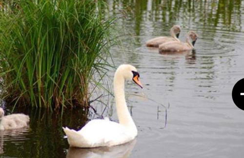 Lough Erne Fisherman's Cottage - Foto 8