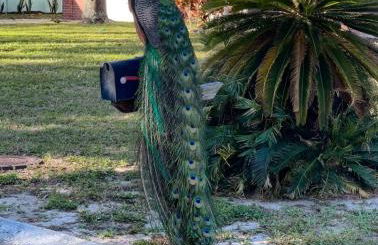 Peacock Pool House & Hot Tub Clearwater beaches - Foto 12