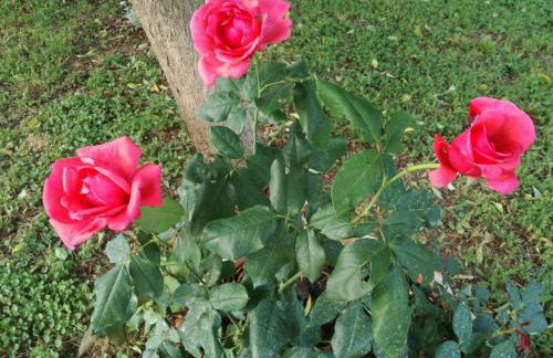 Agriturismo cavallin del papa - Foto 40