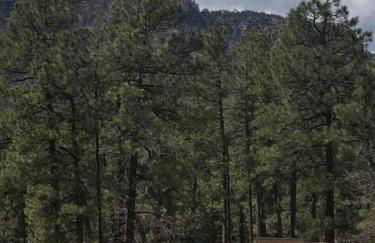 Forest Cabin 7 Seventh Heaven - Foto 18