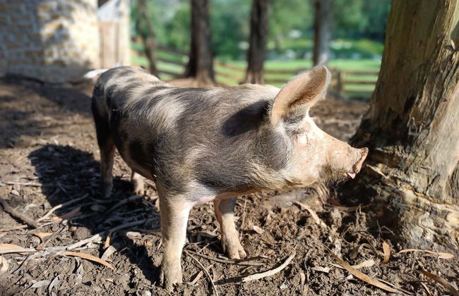 Visita a un allevamento di api con degustazione di miele - Foto 7