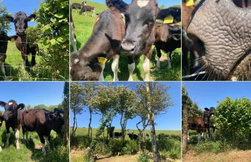 Caban Croeso-The Welcome Cabin, Holiday let, near Mansion House Llansteffan - Photo 24