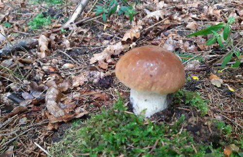 Rezydencja Golland - Foto 37