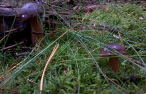 Pojezierze Drawskie Agroturystyka Greanna - Foto 59