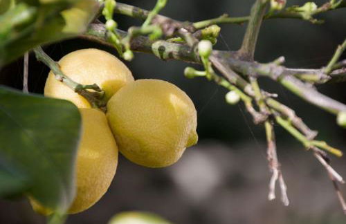 Casa Valvo Lido di Noto - Foto 48