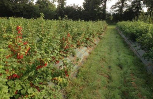 L’île aux fruits en Berry - Foto 33