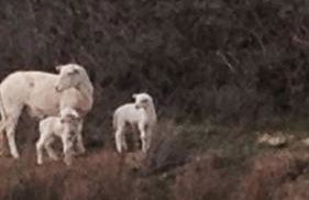 Charming vintage village house - Foto 16