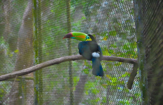 Punti panoramici del Canyon del Sumidero, Zoomat e Cristo di Chiapas - Foto 4