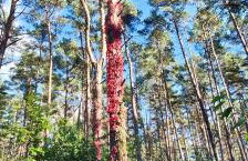 Ferienhaus Im Wäldchen in See Nähe - Photo 43