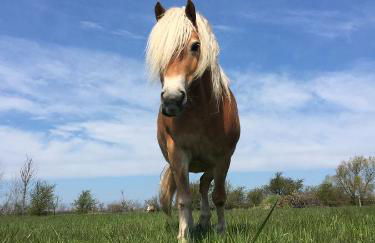 Ferienhof Utech - Foto 69