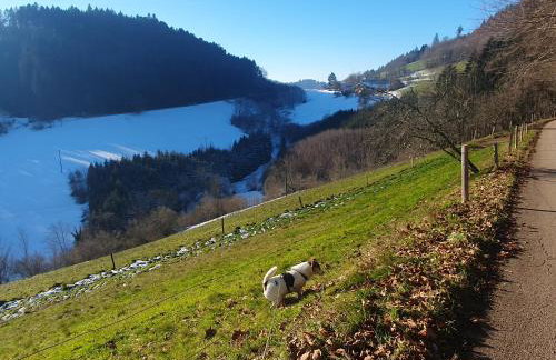 Ferienwohnung am Siegelbächle - Foto 7