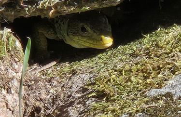 Cantinho de Tourêm - Photo 12